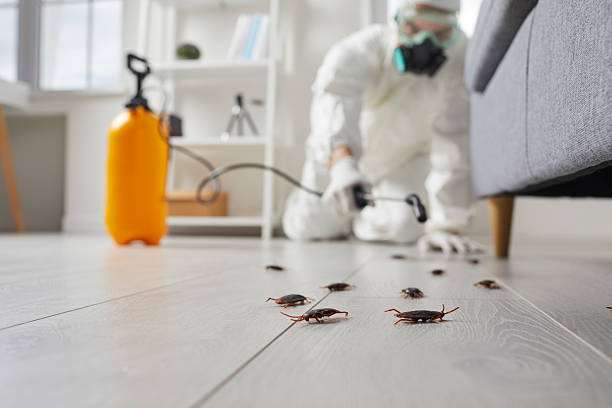 Commercial Rodent Management in Dawson